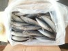frozen seafood 200-300g pacific mackerel canning materia scomber japonicus