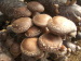 Chunhua dried shiitake mushroom