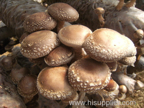 Chunhua dried shiitake mushroom