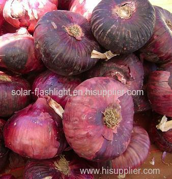 Agriculture myanmar lowest price fresh red onion