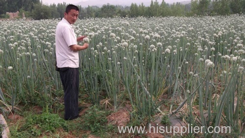 Agriculture myanmar lowest price fresh red onion