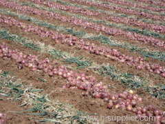 Agriculture myanmar lowest price fresh red onion