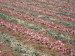 Agriculture myanmar lowest price fresh red onion