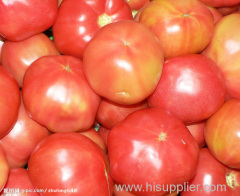 2014 Fresh Red tomato