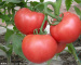 2014 Fresh Red tomato