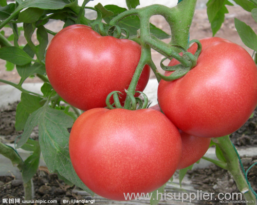 2014 Fresh Red tomato