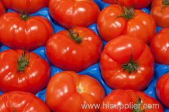 2014 Fresh Red tomato