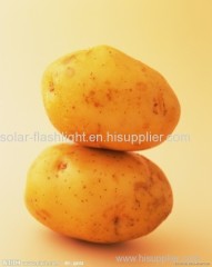 2014 100-150gram fresh potato