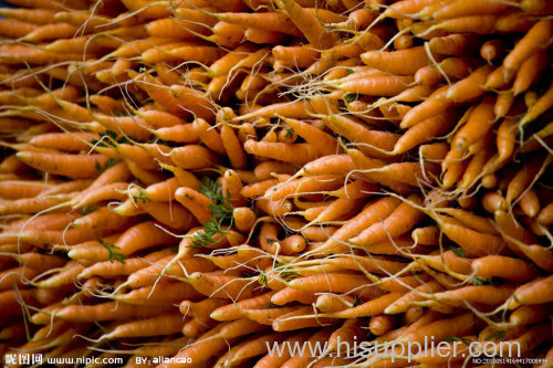 chinese whoesale fresh carrot price