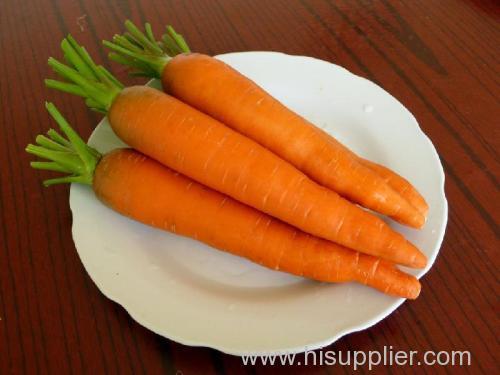 chinese whoesale fresh carrot price