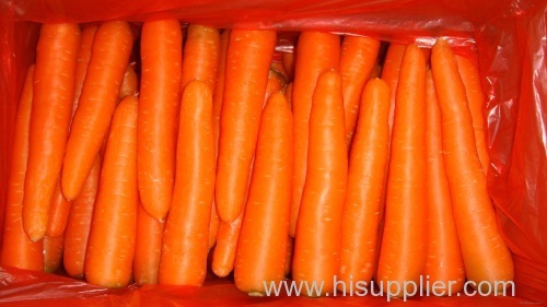 chinese whoesale fresh carrot price