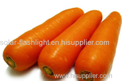 chinese whoesale fresh carrot price