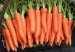 chinese whoesale fresh carrot price