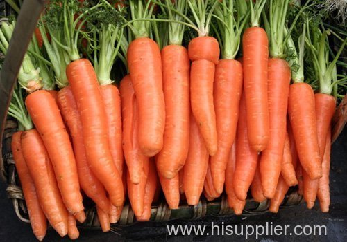 chinese whoesale fresh carrot price