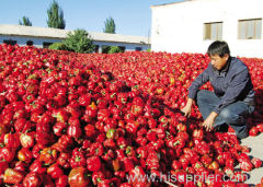 Fresh sweet chilli paprica red green