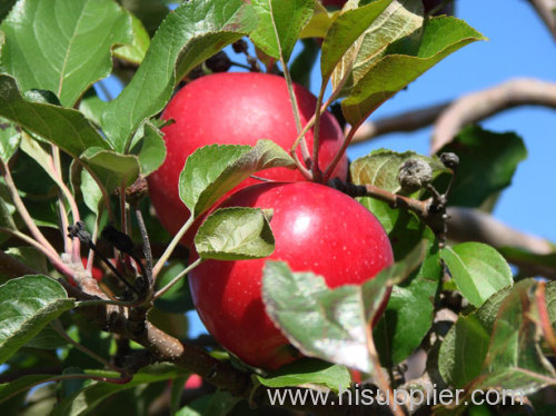 2014 Fresh Red Apples