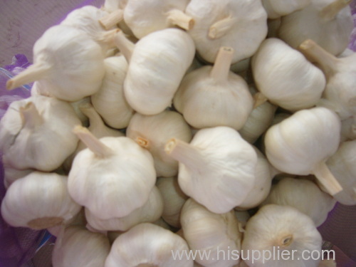 China wholesale fresh natural elephant garlic