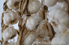 China wholesale fresh natural elephant garlic