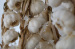 China wholesale fresh natural elephant garlic