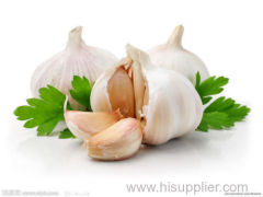China wholesale fresh natural elephant garlic