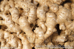 2013 crop fresh ginger