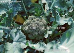 New Crop Frozen broccoli