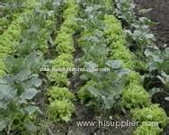 New Crop Frozen broccoli