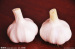 Super Good Quality Garlic medici