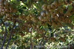 organic fruit powder of red kiwi fruit