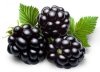 IFQ blackberry/organic frozen fruit/blackberry
