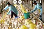 FAO rules out human-to-animal transmission of H7N9