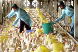 FAO rules out human-to-animal transmission of H7N9