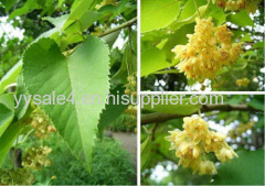 linden flower extract Tilia Cordata Extract