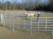 corral fene panel horse panel horse fence panel cattle corral panel