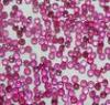 1mm Round Natural Loose Gemstones Ruby For Jewelry Settings 0.005cts