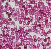 1mm Round Natural Loose Gemstones Ruby For Jewelry Settings 0.005cts