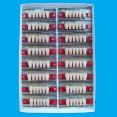 three layers acrylic teeth lower anteriors A8