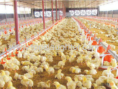 Australian free-range sector assesses disease risks