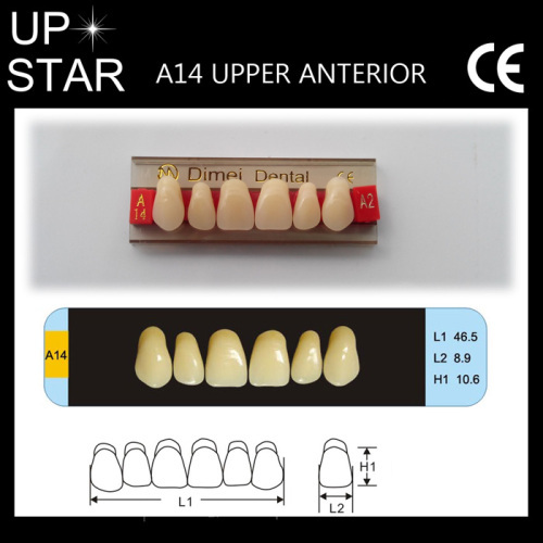 A14 upper anterior 4 layers resin teeth