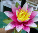 High Quality Artificial Decorative Water Lily