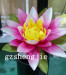 High Quality Artificial Decorative Water Lily