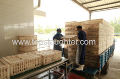 Chicken Processing Equipment Live Birds Transport and Reception