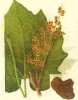 high purity health care Rheum palmatum L. powder