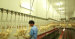 Food Processing Industry Chicken Abattoir Equipment