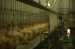 Food Processing Industry Chicken Abattoir Equipment