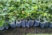 Black plastic plant Nursery poly bags grafting plants bag pot plastic bag non woven natural Bag Fabric ECO BAG