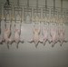 full set of Chicken Slaughter Machine in China