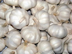 FRESH GARLIC WHITE AND BROWN