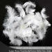 IDFL washed white duck feather2-4cm