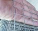 Galvnized welded wire mesh